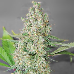 G13 Labs Seeds Super Skunk